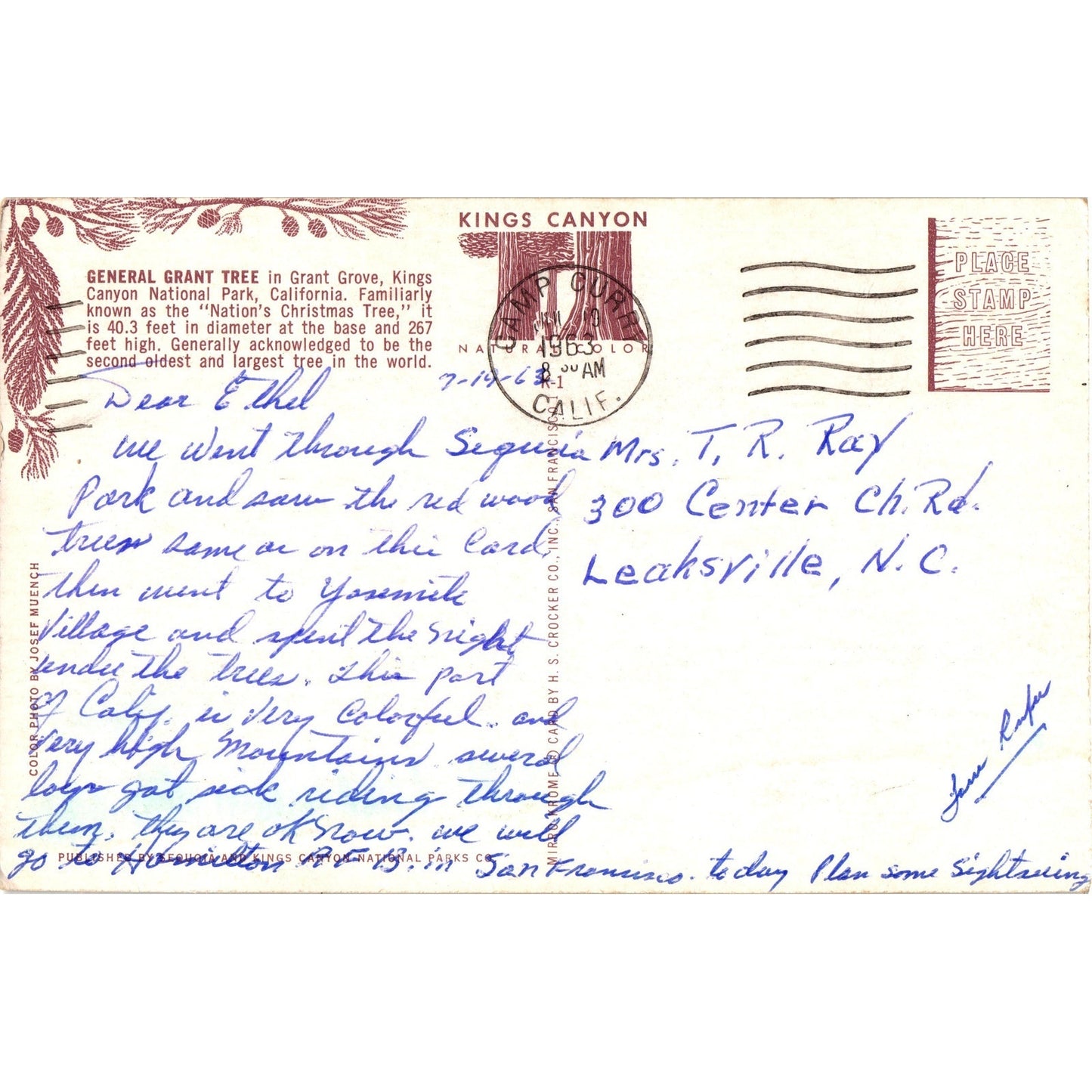 General Grant Tree Kings National Park California Postcard Posted 1963